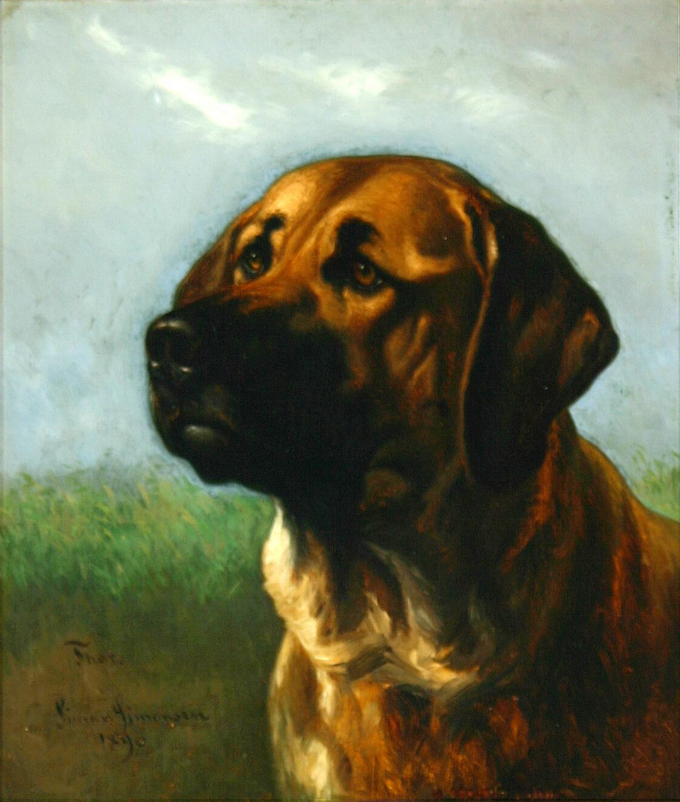 Broholmer — photo de la race de chien originaire de Danemark (5)