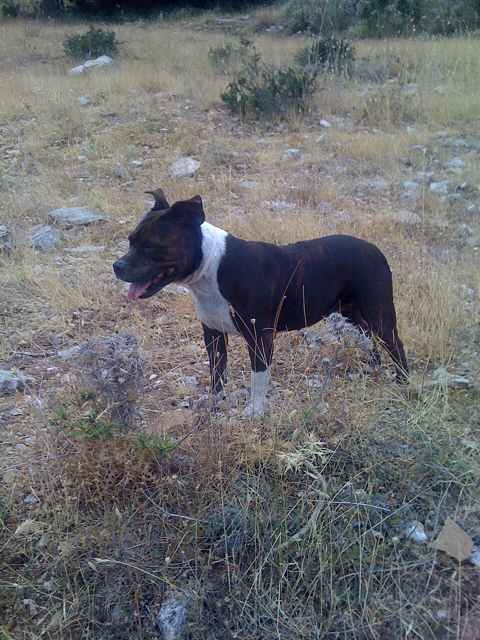Staffordshire Bull Terrier — photo de la race de chien originaire de Angleterre (1)