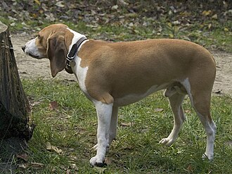 Petit chien courant suisse