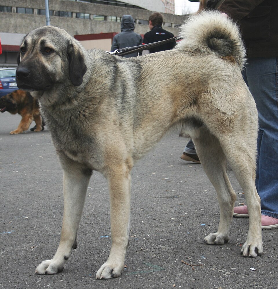 Berger d’Anatolie — photo de la race de chien originaire de Turquie (5)