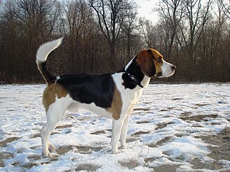 Beagle-harrier