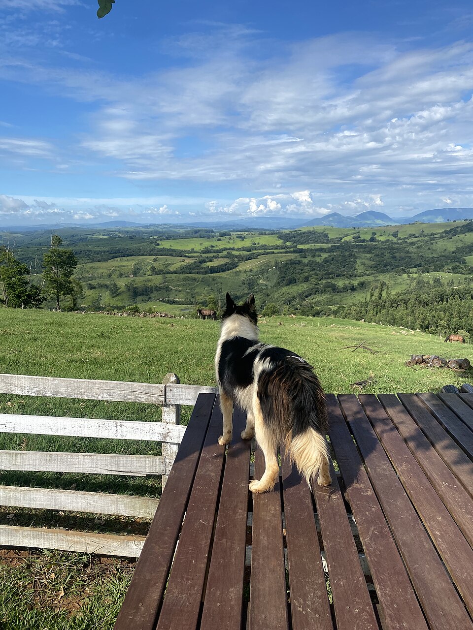 Berger de Russie — photo de la race de chien (2)