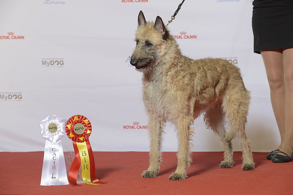 Berger Belge Laekenois — photo de la race de chien originaire de Belgique (4)