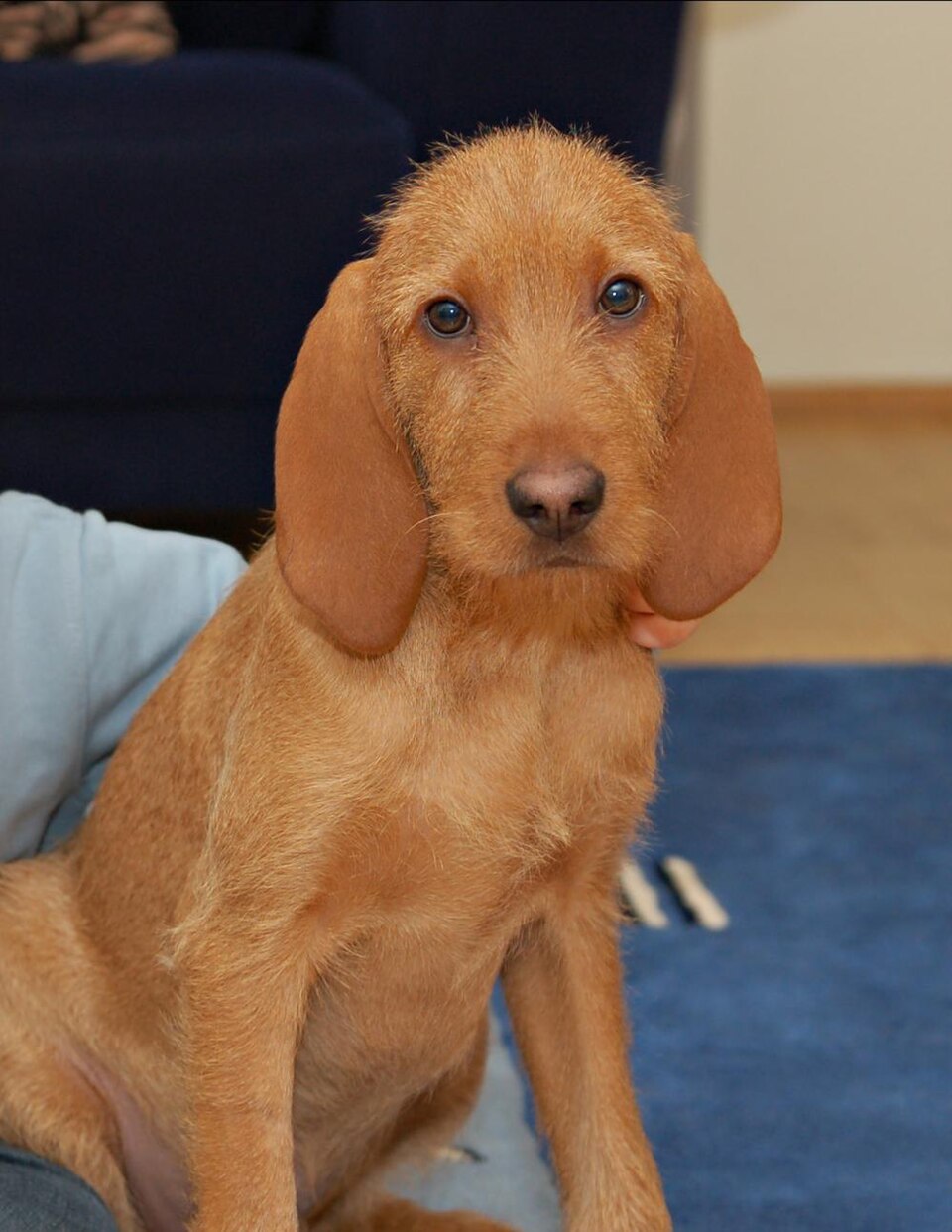 Griffon fauve de Bretagne — photo de la race de chien originaire de France (6)
