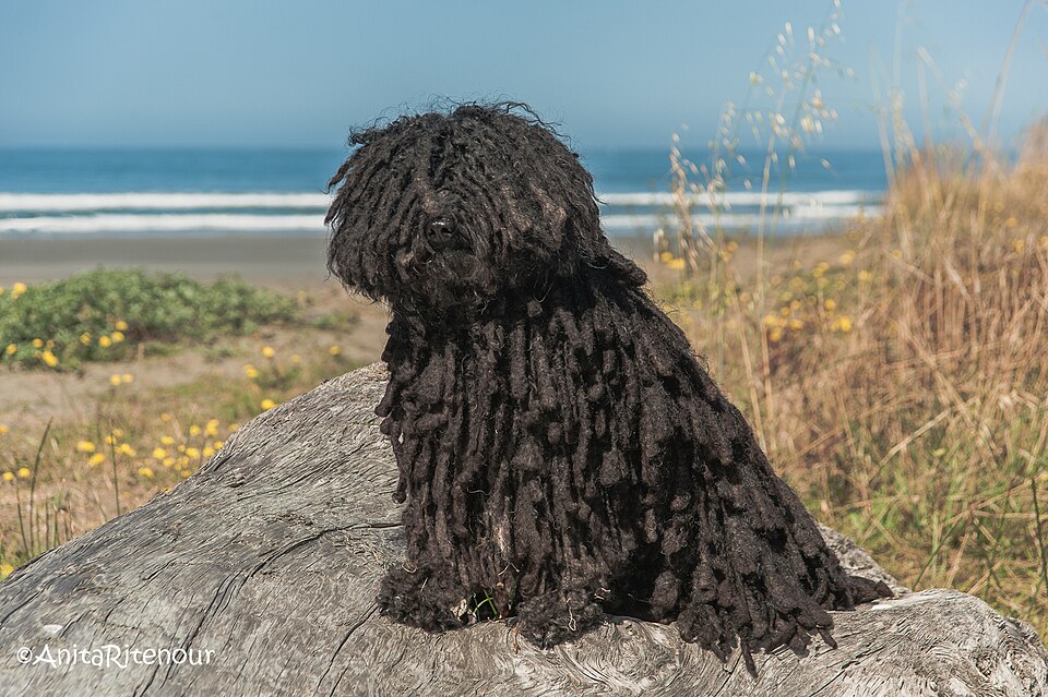 Puli — photo de la race de chien originaire de Hongrie (1)