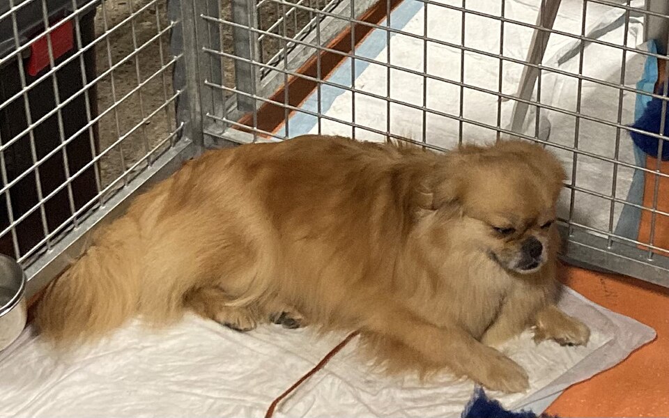 Epagneul tibétain — photo de la race de chien originaire de Tibet (6)