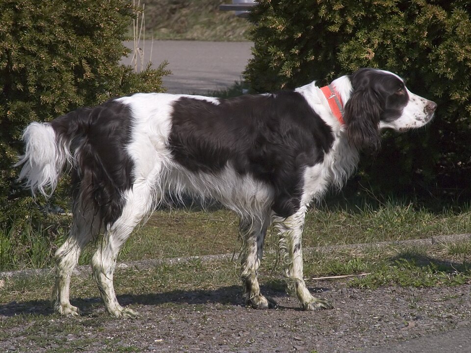 Epagneul français — photo de la race de chien originaire de France (1)