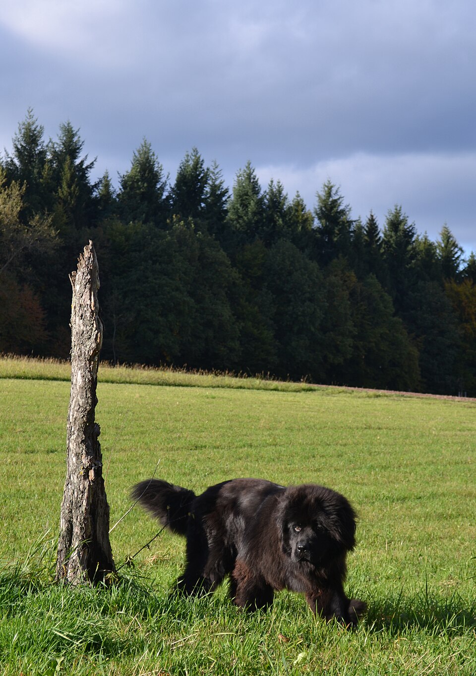 Terre-neuve — photo de la race de chien originaire de Canada (3)