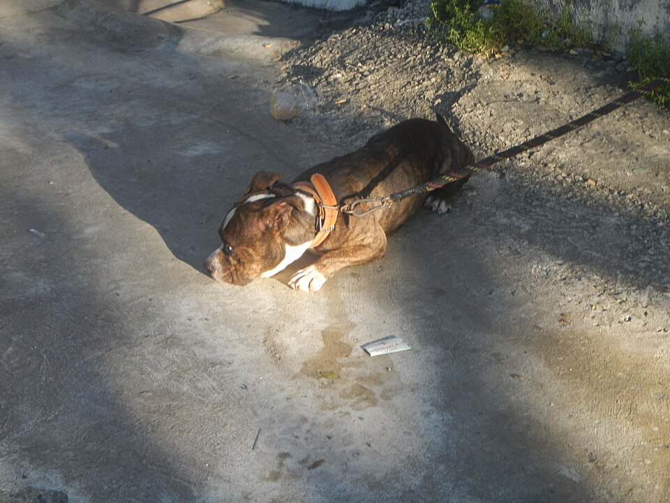 American Bully — photo de la race de chien originaire de États-Unis (5)