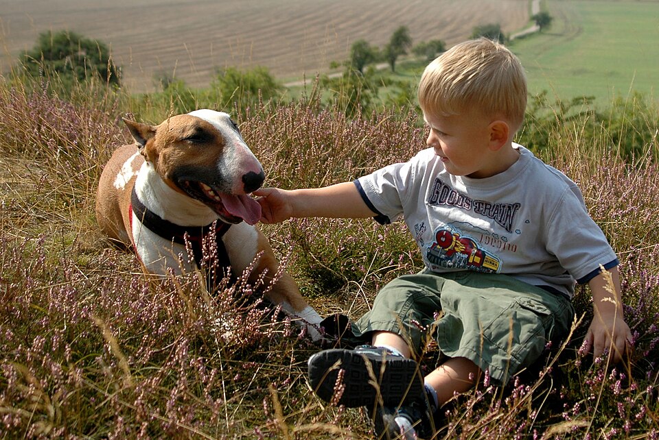 Bull terrier — photo de la race de chien originaire de Angleterre (1)