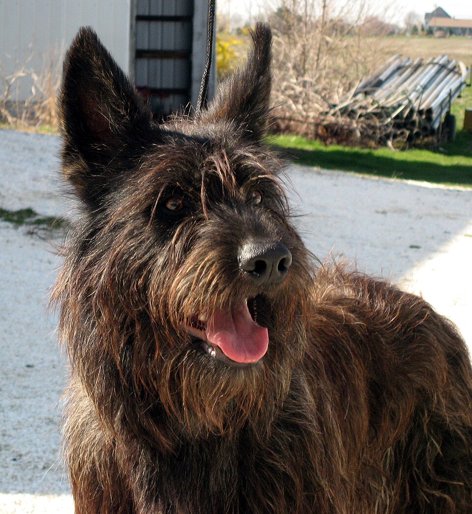 Berger Picard — photo de la race de chien originaire de France (1)