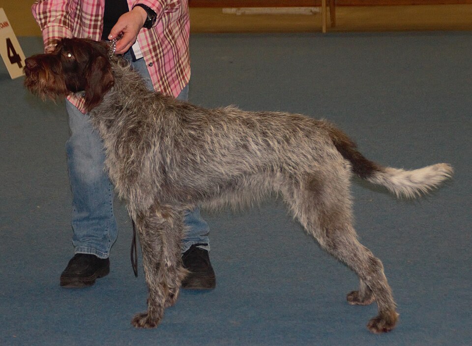 Barbu tchèque — photo de la race de chien originaire de Tchéquie (4)
