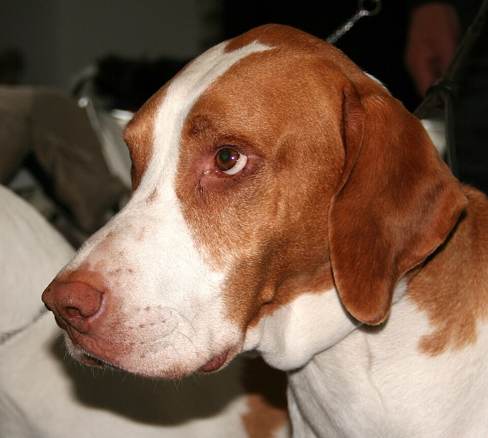 Braque Saint-Germain — photo de la race de chien originaire de France (2)
