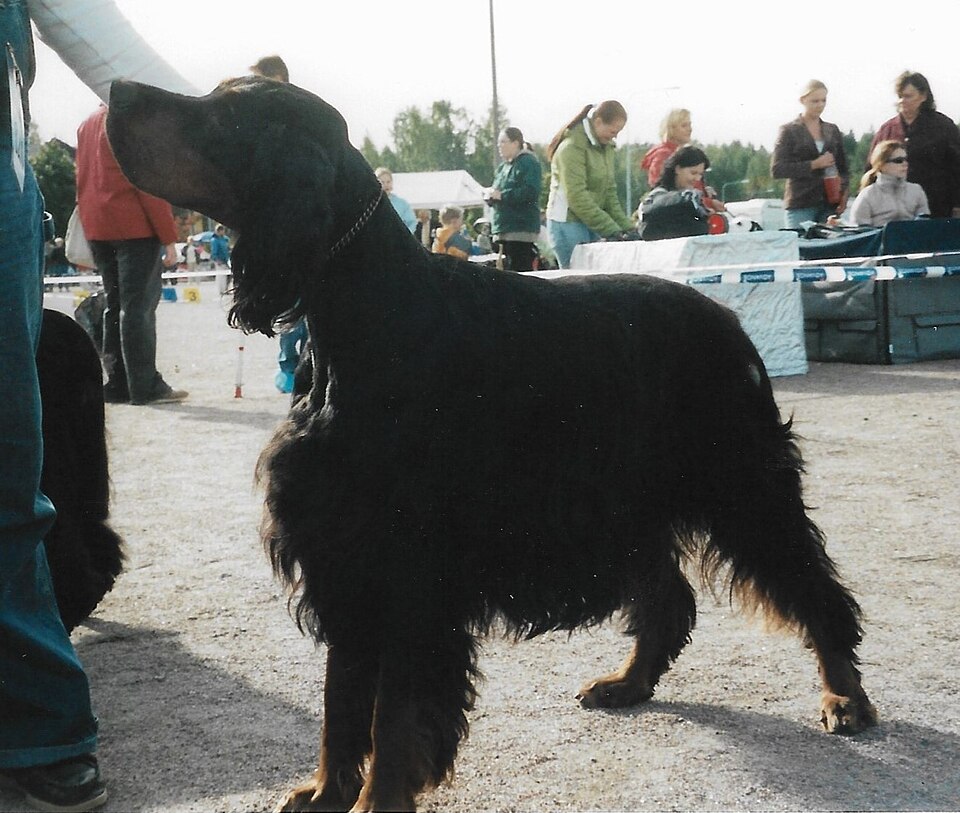 Setter Gordon — photo de la race de chien originaire de Écosse (6)
