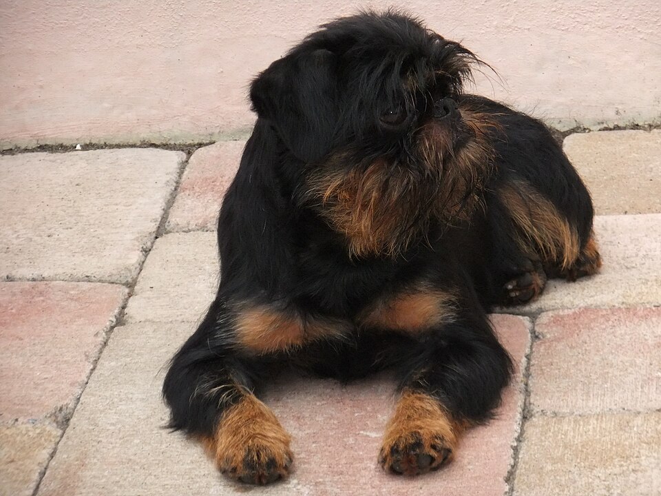 Griffon belge — photo de la race de chien originaire de Belgique (6)