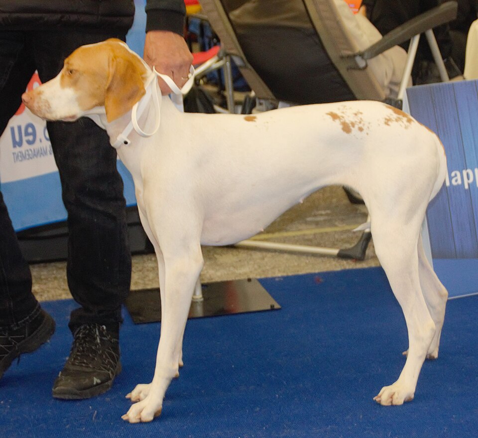 Braque Saint-Germain — photo de la race de chien originaire de France (5)