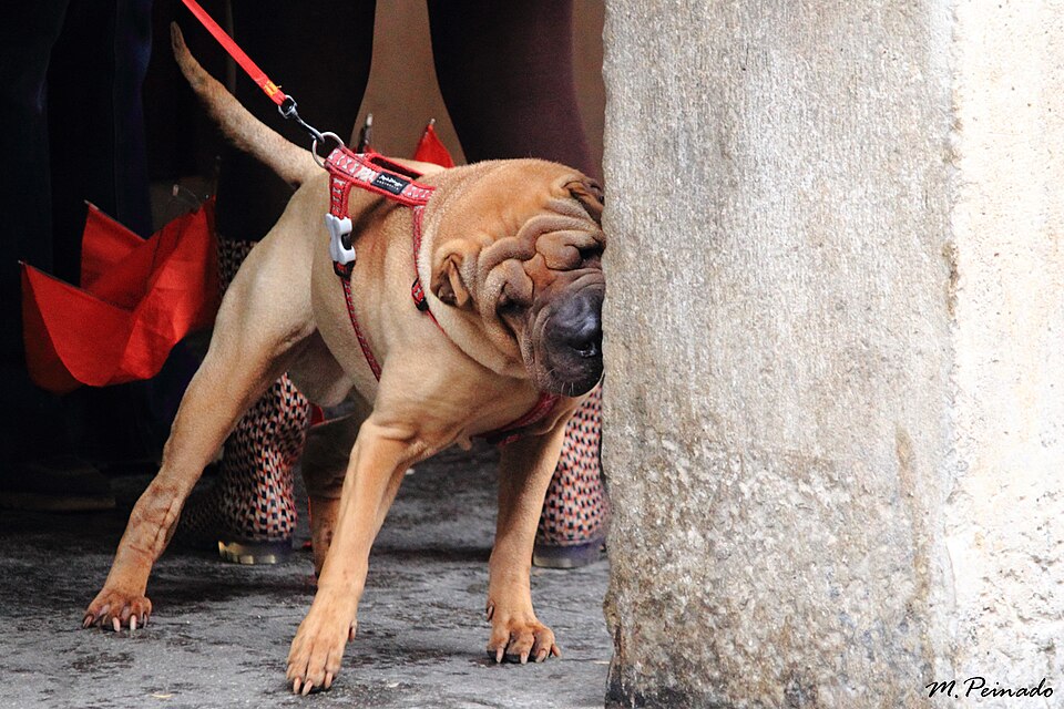 Shar Pei — photo de la race de chien originaire de République populaire de Chine (2)