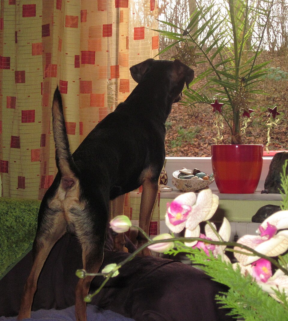 Brachet autrichien — photo de la race de chien originaire de Autriche (2)