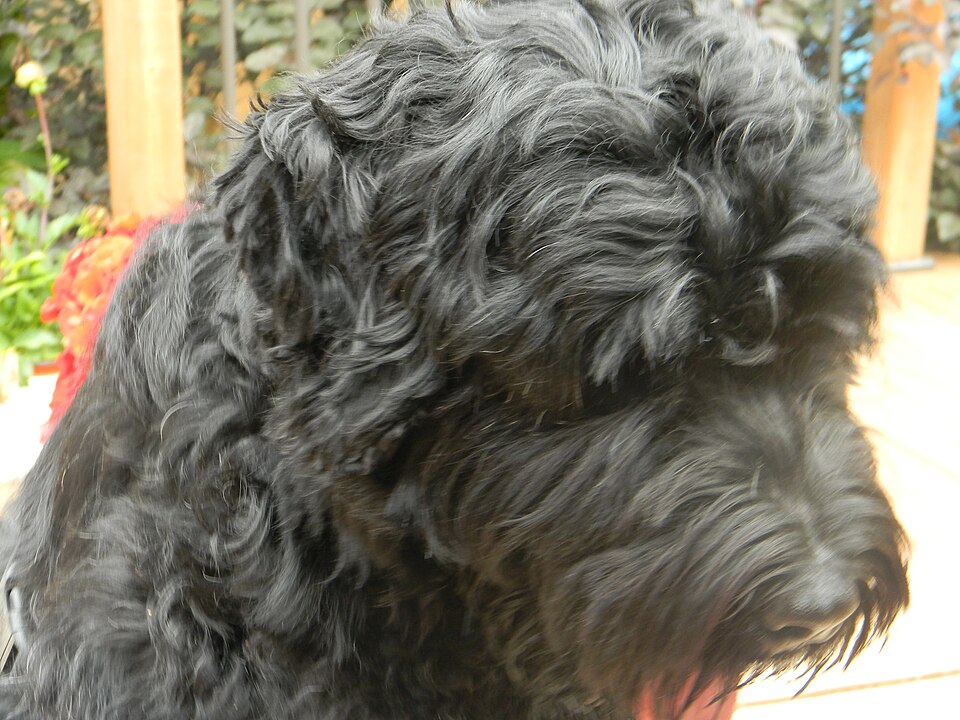 Terrier noir russe — photo de la race de chien originaire de Union soviétique (5)