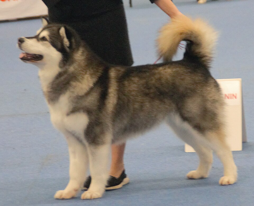 Malamute de l’Alaska — photo de la race de chien originaire de Alaska (4)