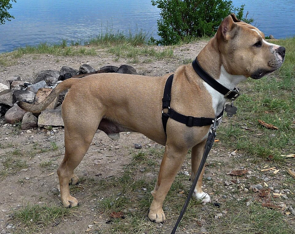 American staffordshire Terrier — photo de la race de chien originaire de États-Unis (2)