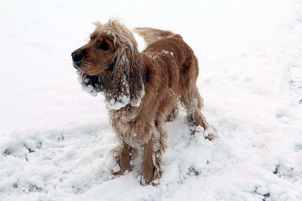 Cocker anglais — photo de la race de chien originaire de Angleterre (4)