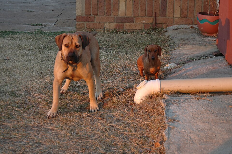 Boerbull — photo de la race de chien originaire de Afrique du Sud (4)
