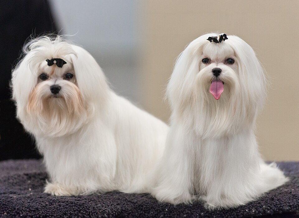 Bichon maltais — photo de la race de chien originaire de Malte Malte (1)