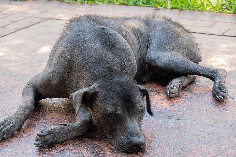 Chien nu du Pérou — photo de la race de chien originaire de Pérou (6)