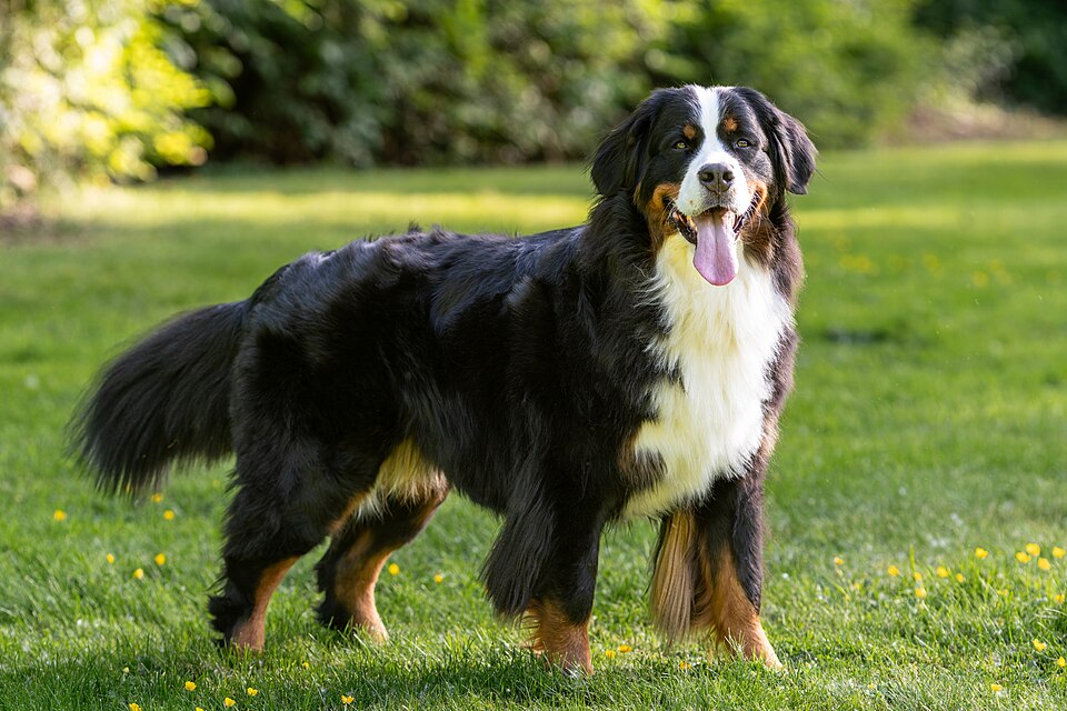 Bouvier bernois — photo de la race de chien originaire de Suisse (5)