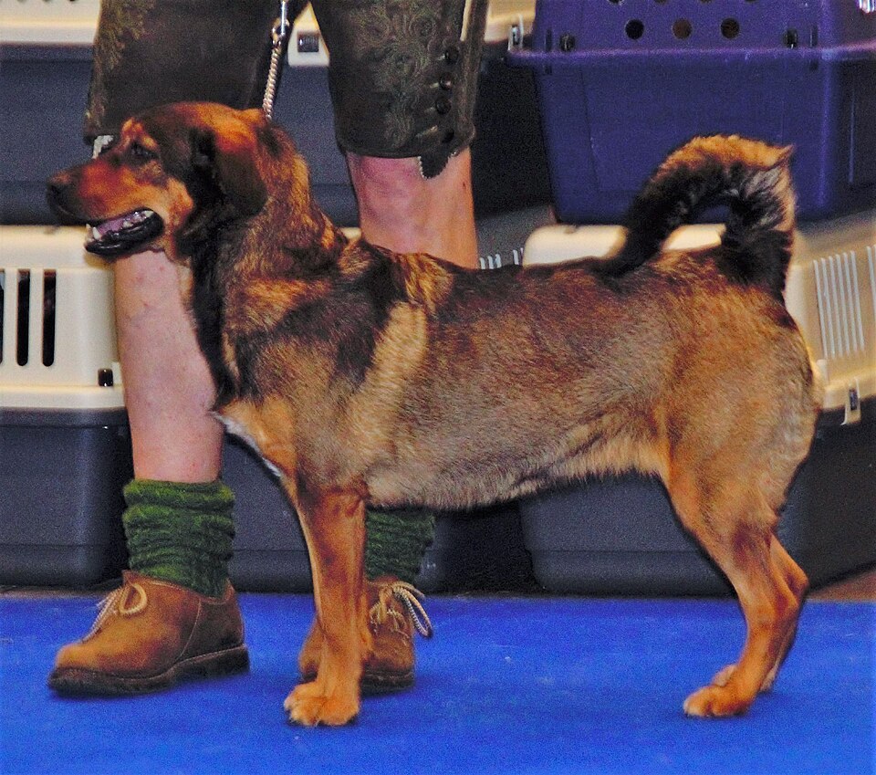Pinscher autrichien à poil court — photo de la race de chien originaire de Autriche (5)