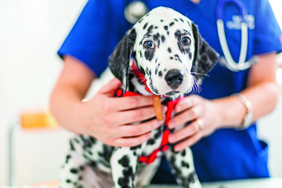 Dalmatien — photo de la race de chien originaire de Croatie (6)
