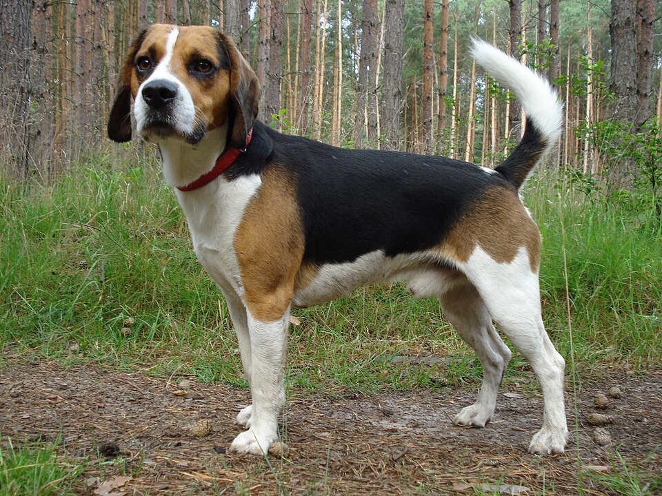 Beagle-harrier — photo de la race de chien originaire de France (2)