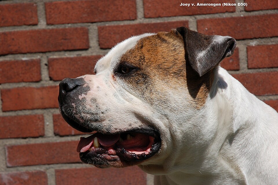 Bouledogue Américain — photo de la race de chien originaire de États-Unis (3)