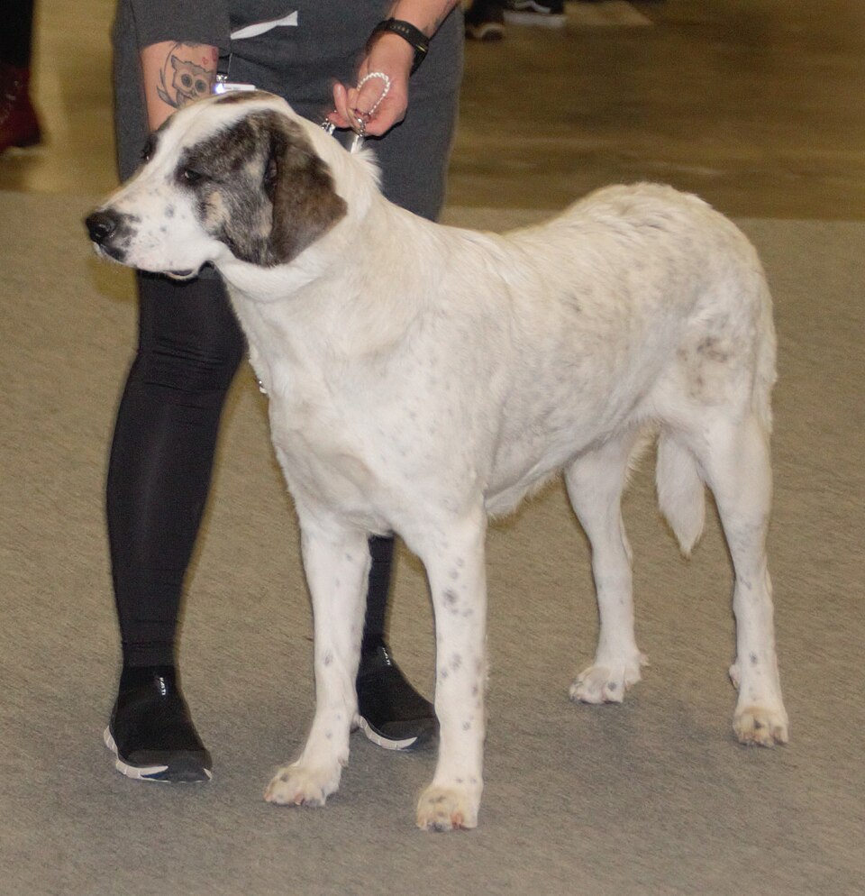 Rafeiro do Alentejo — photo de la race de chien originaire de Portugal (4)