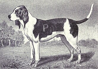 Chien d’Artois