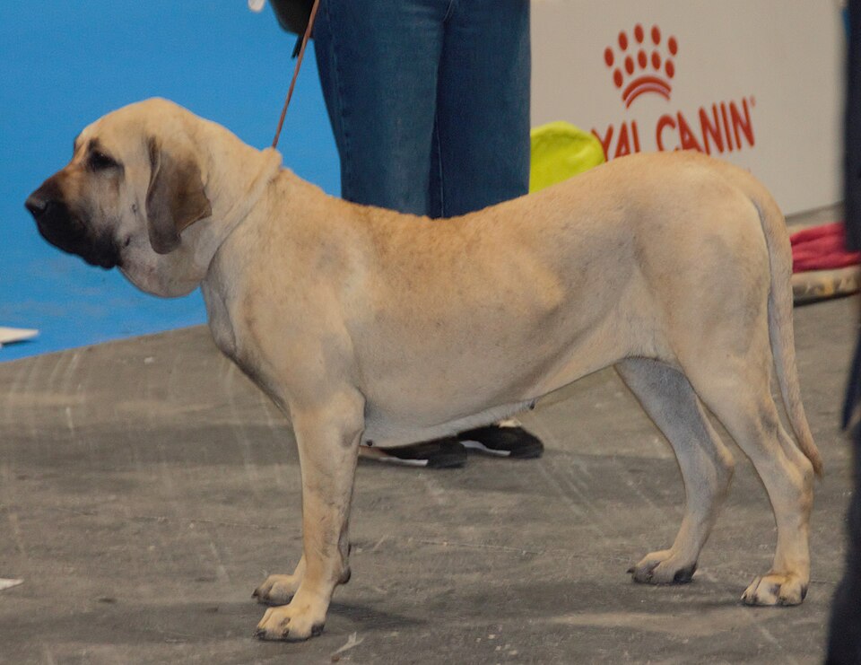 Fila Brasileiro — photo de la race de chien originaire de Brésil (6)
