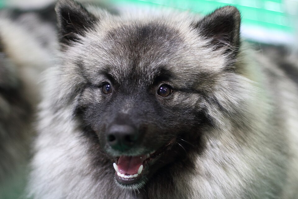 Spitz-loup — photo de la race de chien originaire de Pays-Bas (5)