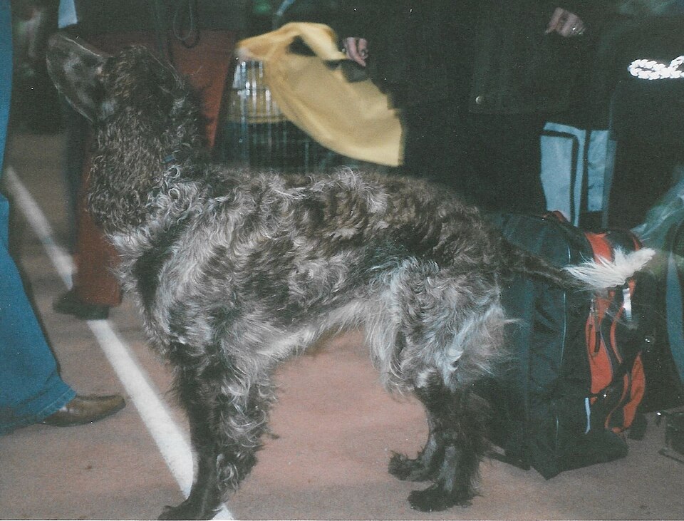 Epagneul de Pont-Audemer — photo de la race de chien originaire de France (3)