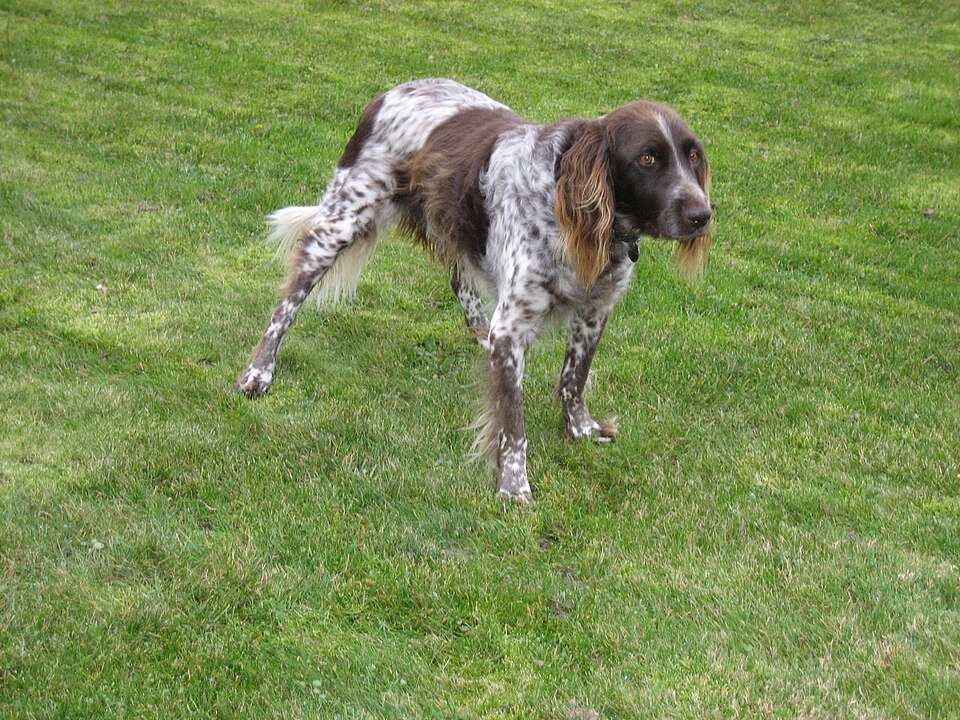 Petit Münsterländer — photo de la race de chien originaire de Allemagne (4)