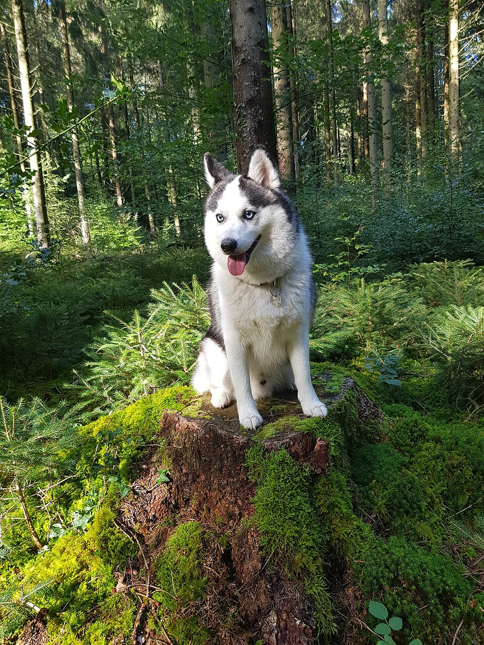 Pomsky — photo de la race de chien (4)