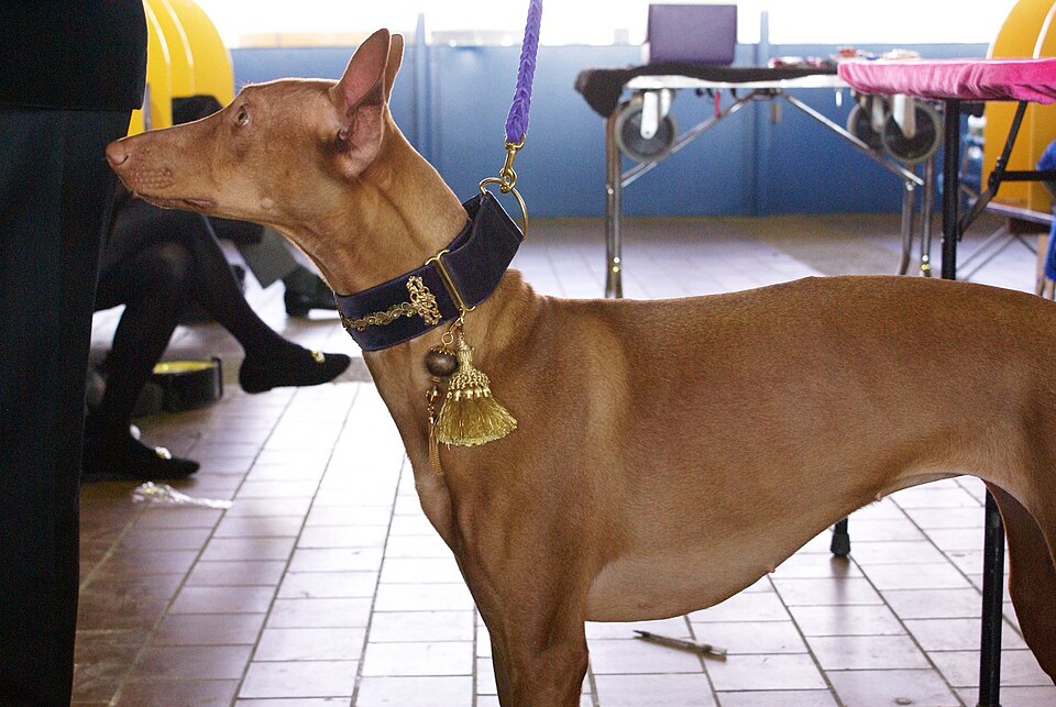 Chien du pharaon — photo de la race de chien originaire de Égypte (1)