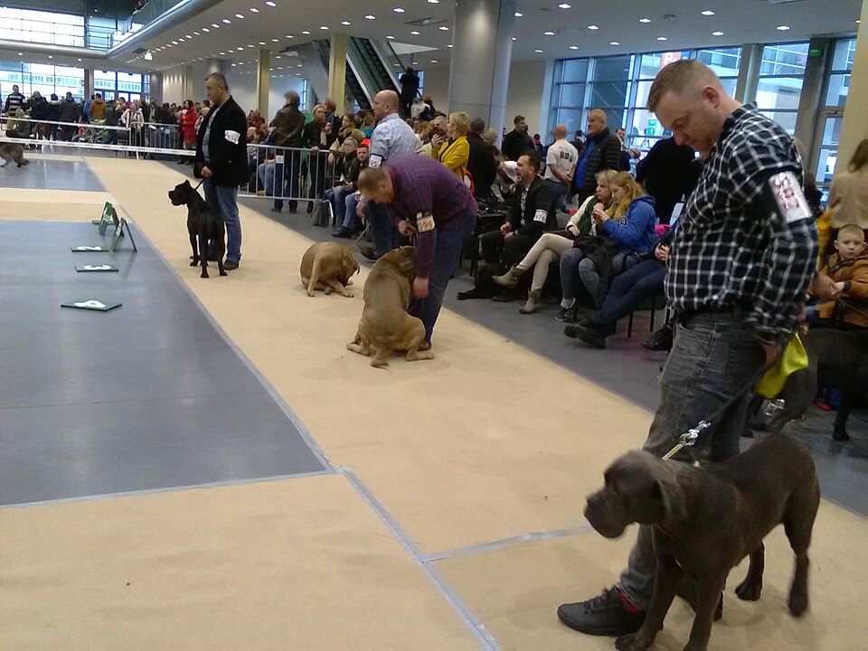 Cane corso — photo de la race de chien originaire de Italie (1)