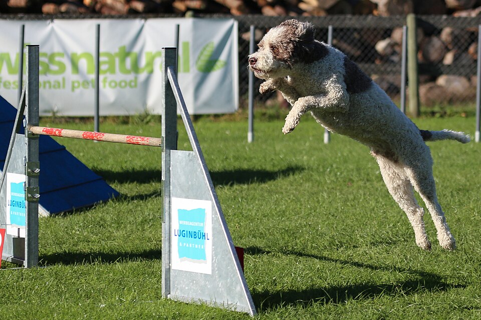 Chien d’eau portugais — photo de la race de chien originaire de Italie (2)