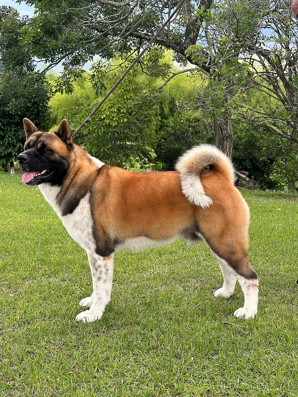 Akita américain — photo de la race de chien originaire de États-Unis (3)