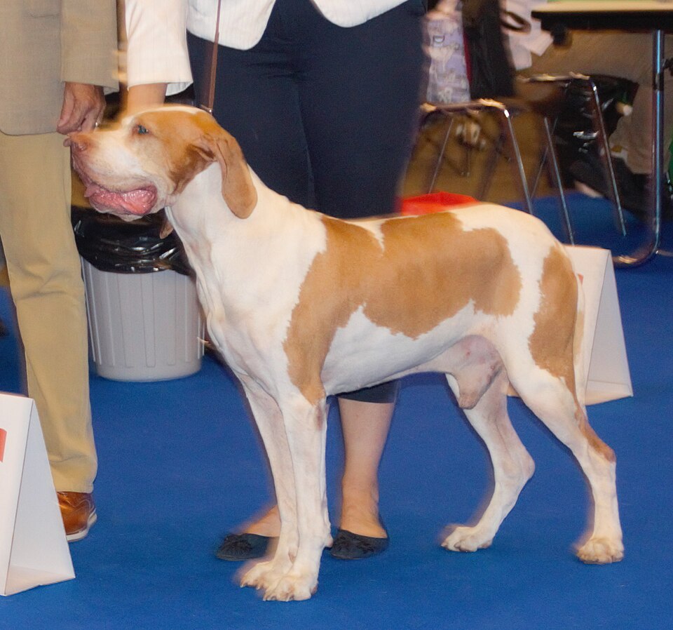 Braque de l’Ariège — photo de la race de chien originaire de France (5)