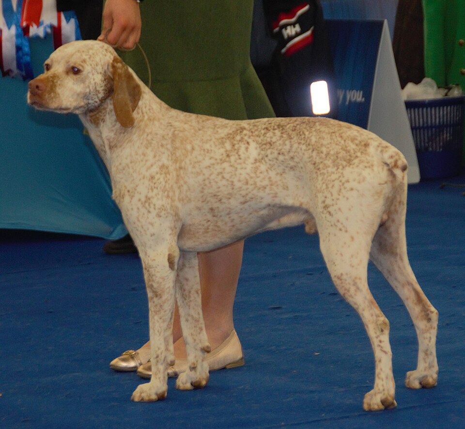 Braque du Bourbonnais — photo de la race de chien originaire de France (6)