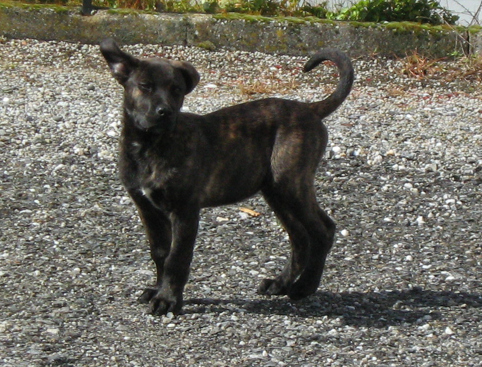 Cao fila de São Miguel — photo de la race de chien originaire de Portugal (5)
