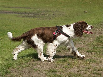 Springer anglais