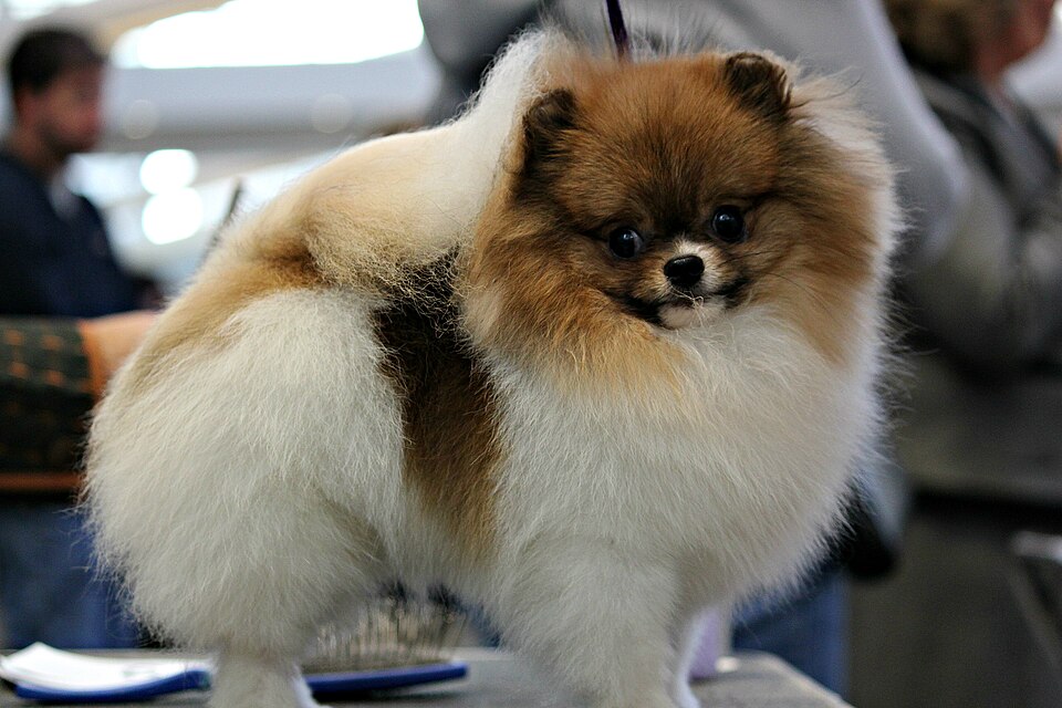 Spitz nain — photo de la race de chien originaire de Allemagne (2)